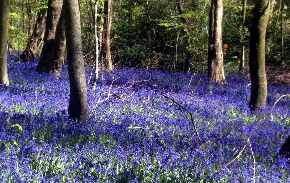 Bluebells 1