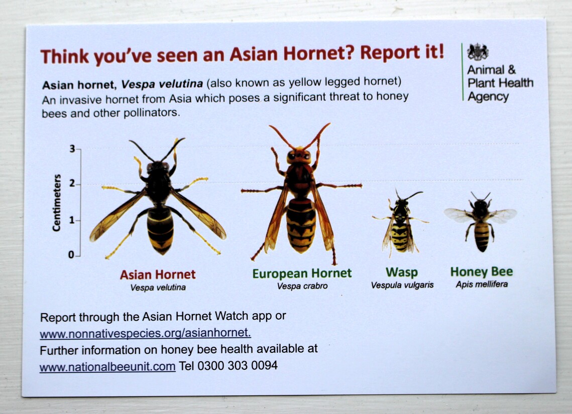 Asian Hornet