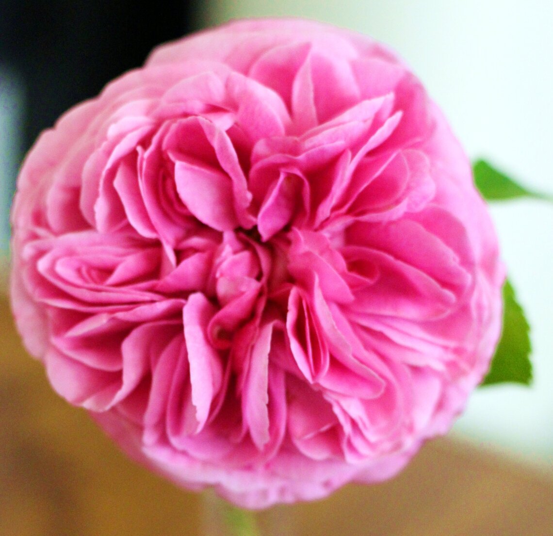 Zenas winning rose 2024