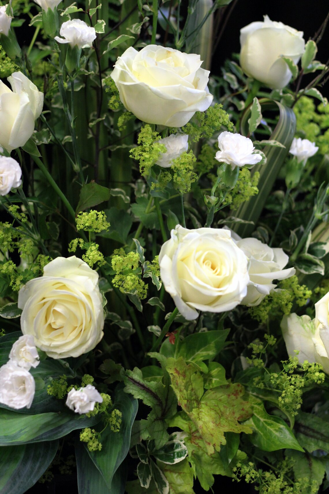 White roses