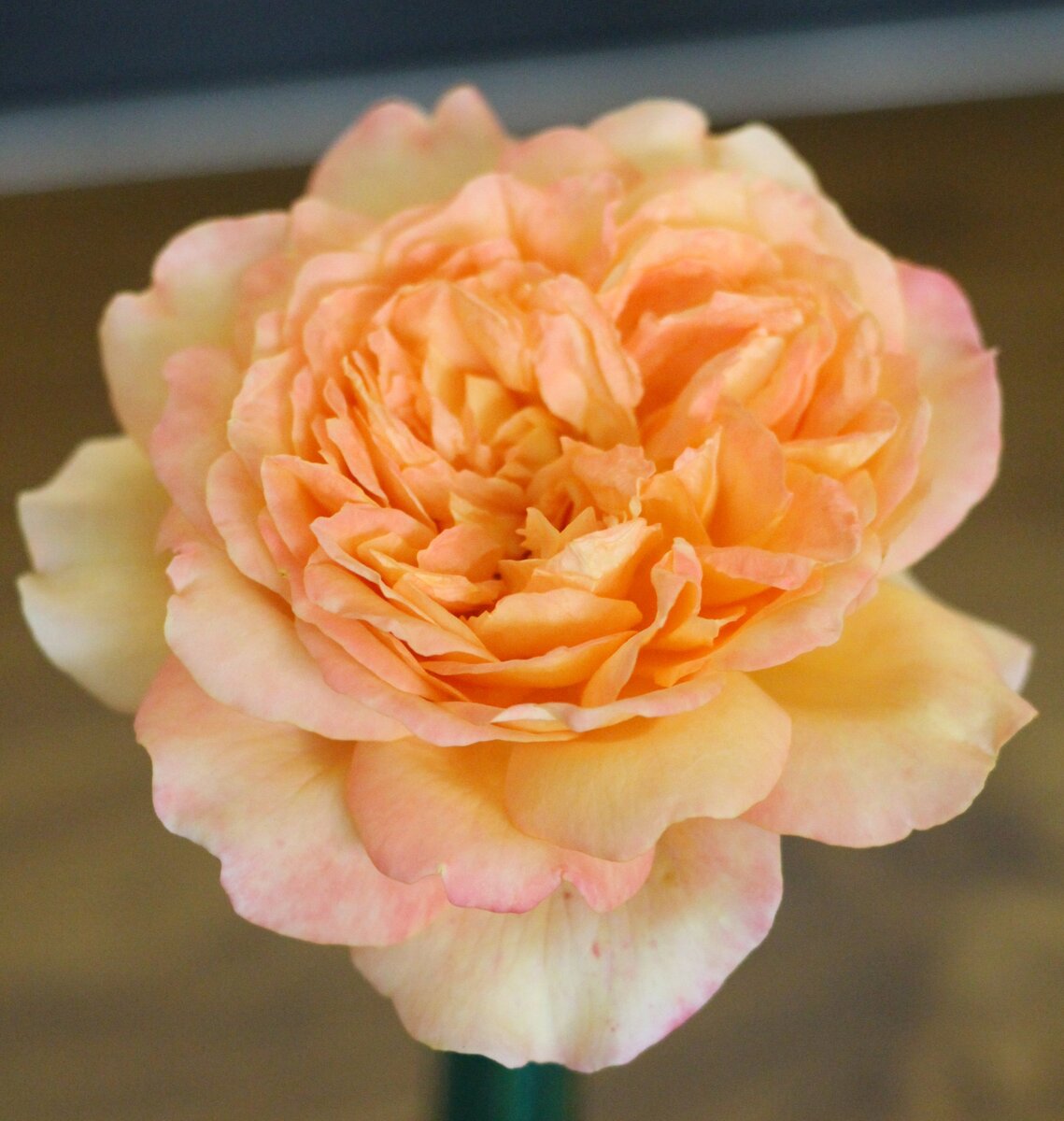 Orange rose