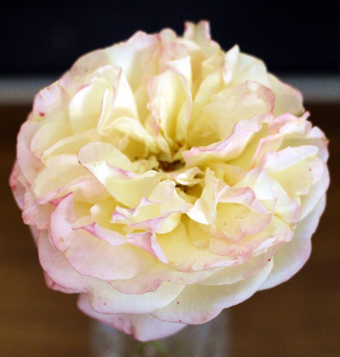 Cream rose